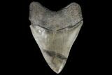 Fossil Megalodon Tooth #92690-2